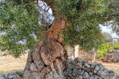 MASSERIA-BERNARDO-1