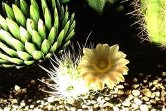 IMG-20201106-WA0041